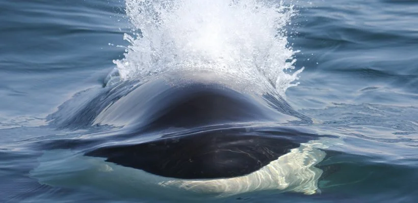Close-up of a whale surfacing in the ocean, with water splashing.