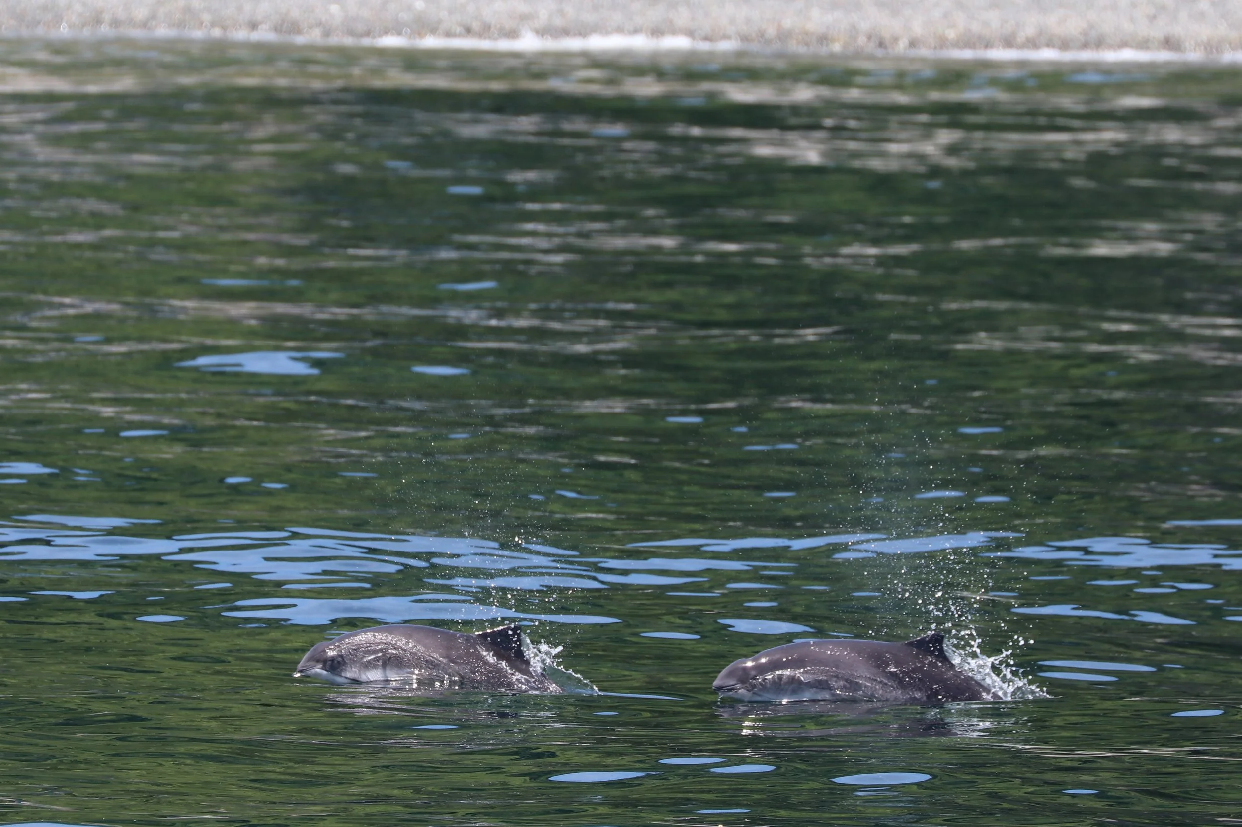 Dolphins swimming in the water with their heads emerging.