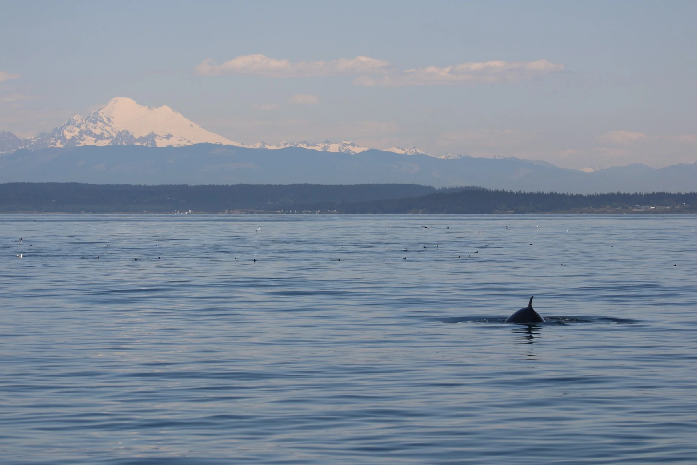 A whale surfacing in a body of water with a snowy mountain in the background and a cloudy sky.