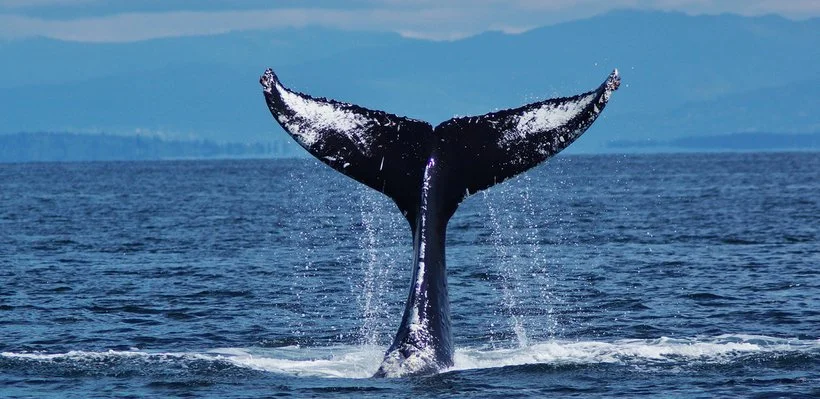 A whale's tail emerging from the ocean with water splashing around it, with mountains and sky in the background.