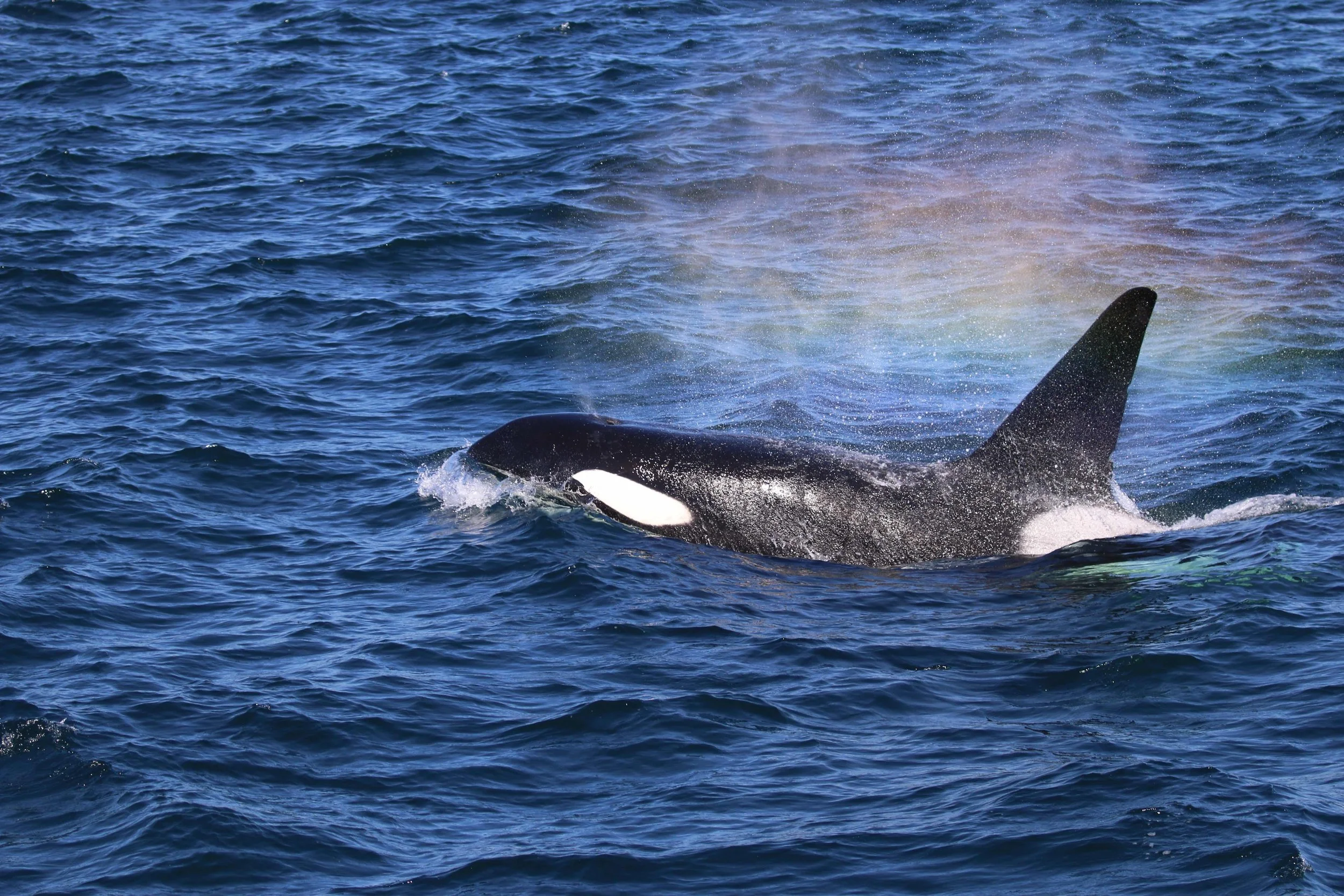 An orca whale surfacing in the ocean, with its dorsal fin visible above the water.