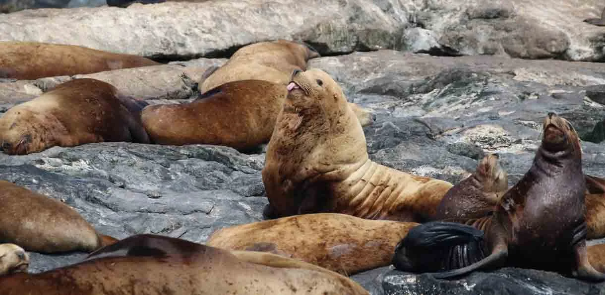 A group of sea lions resting on rocky terrain, some lying flat and others sitting up, with a mix of brown and dark fur.