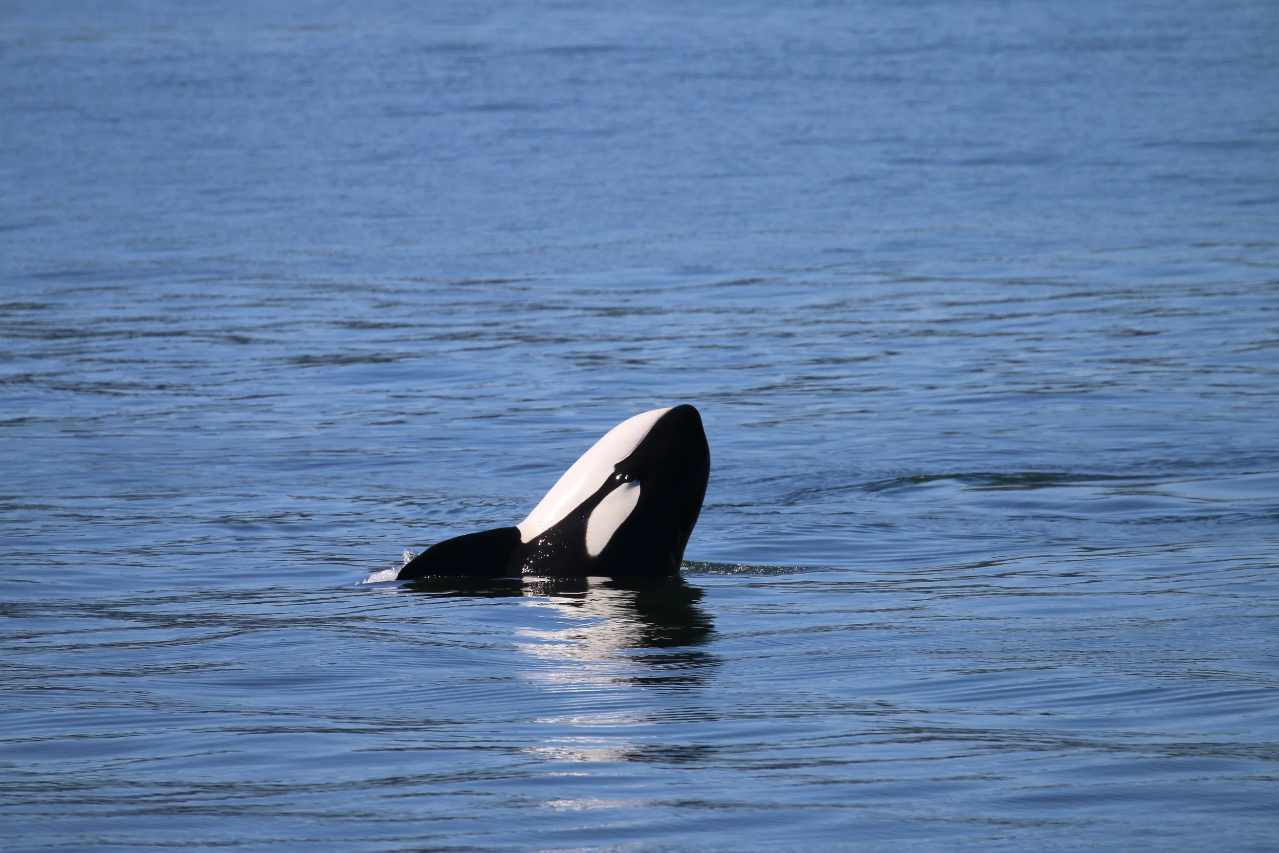 An orca whale breaching the surface of the ocean with its head and dorsal fin visible.