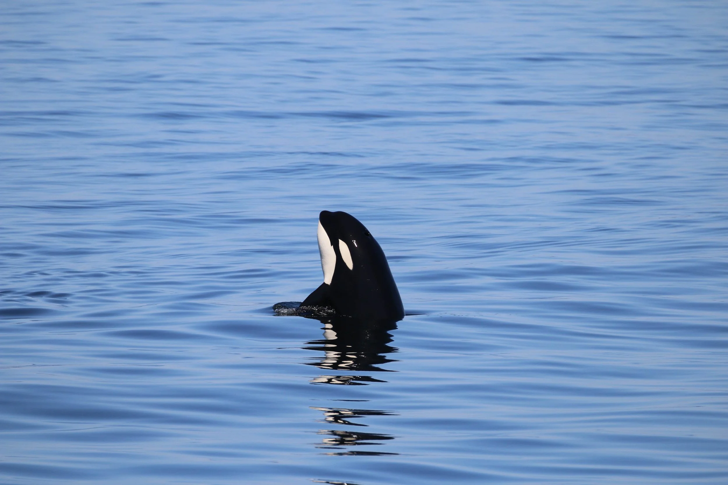 An orca whale emerging from the water with part of its body visible, surrounded by calm blue water.