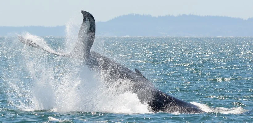 A whale breaching out of the water in the ocean with a hilly landscape in the background.