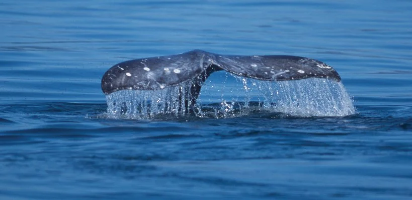 A whale's tail emerging from the water, with water cascading off it, in the ocean