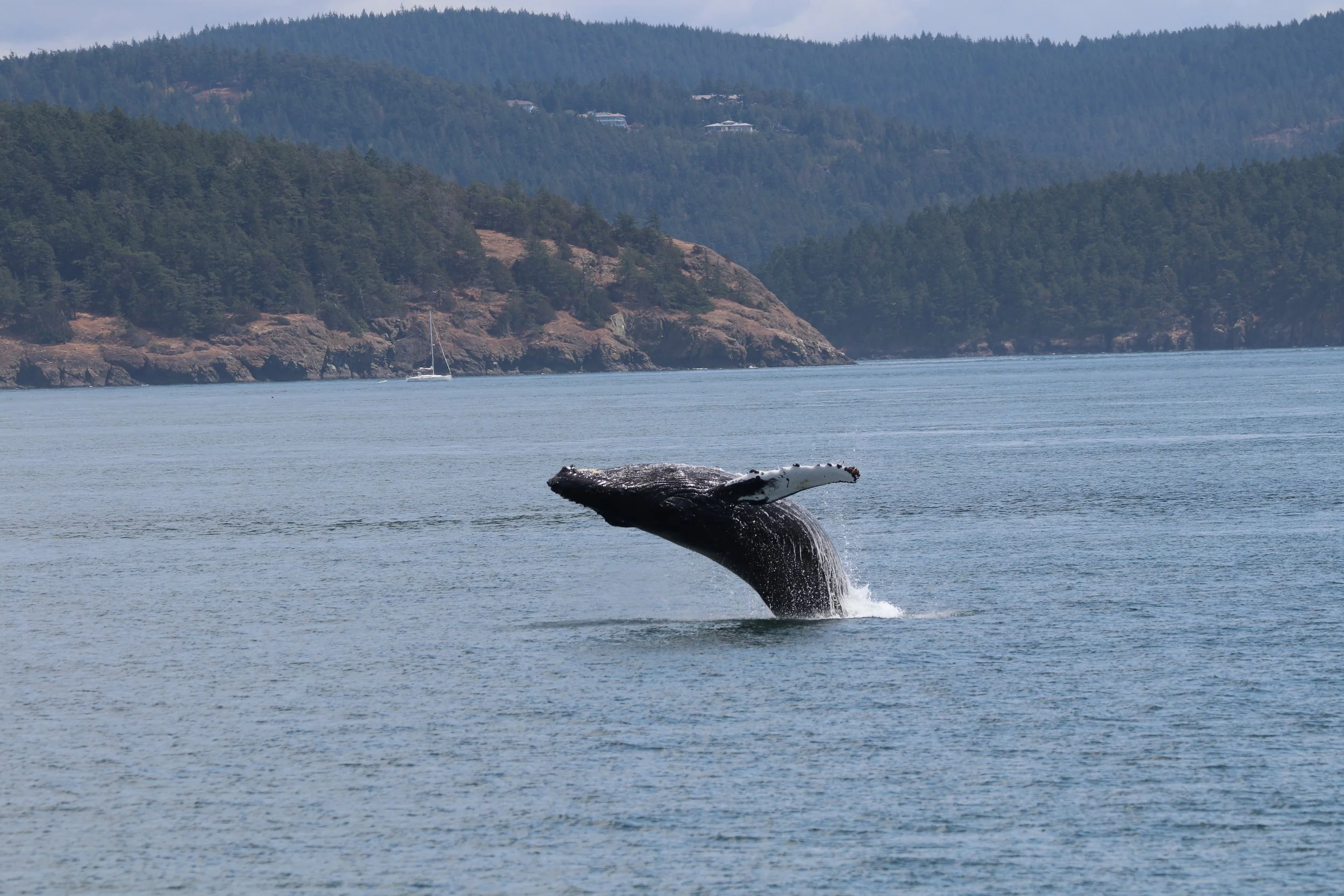 A whale's tail splashing out of the water near a rocky shoreline with trees and houses on a hill in the background.