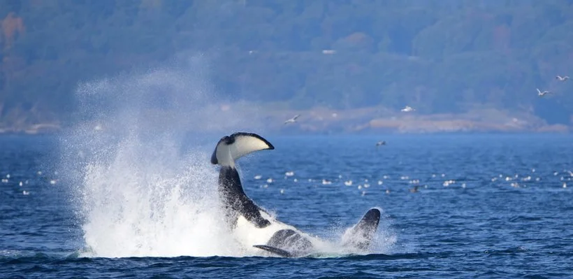 A killer whale breaching out of the water, creating a splash, with a blue ocean and distant shoreline in the background.