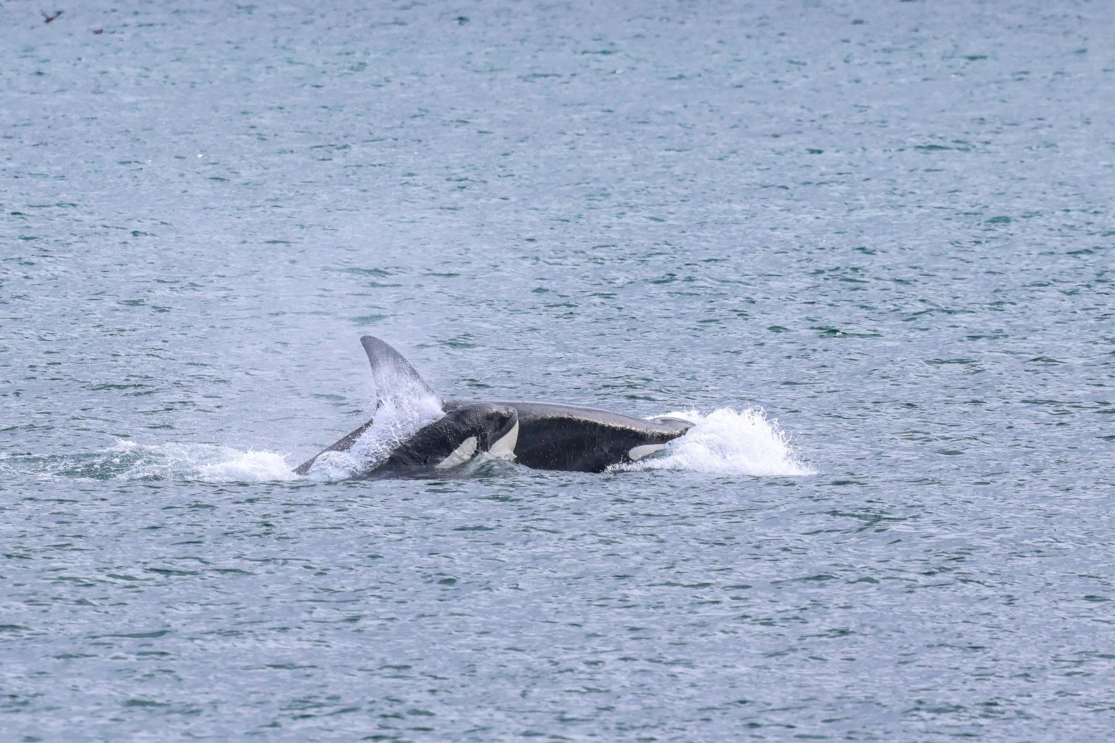 An orca whale breaching the water surface in the ocean.