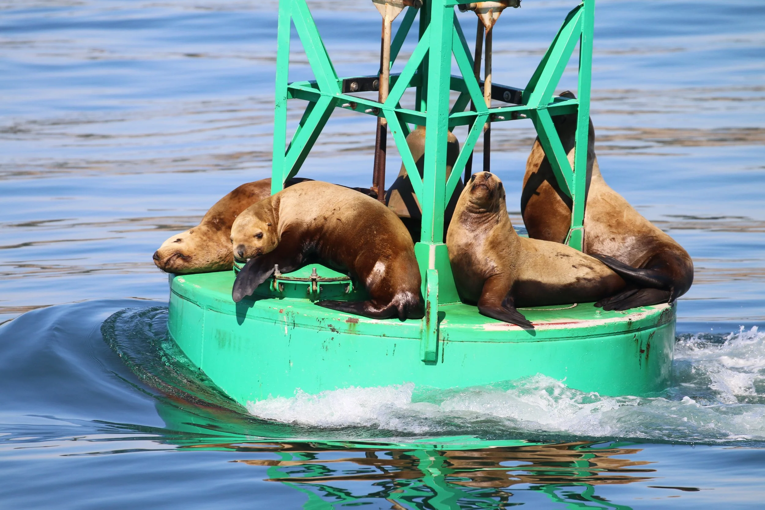 Several sea lions resting on a small green boat floating on water with a metal tower structure on the boat.