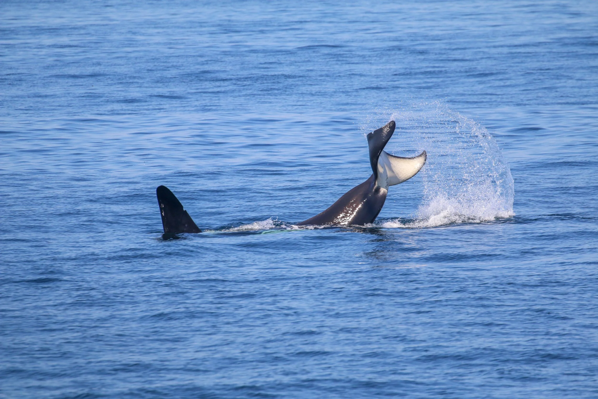 Dorsal fin of a whale breaching the surface of the ocean, with part of its body visible and water splashing around.