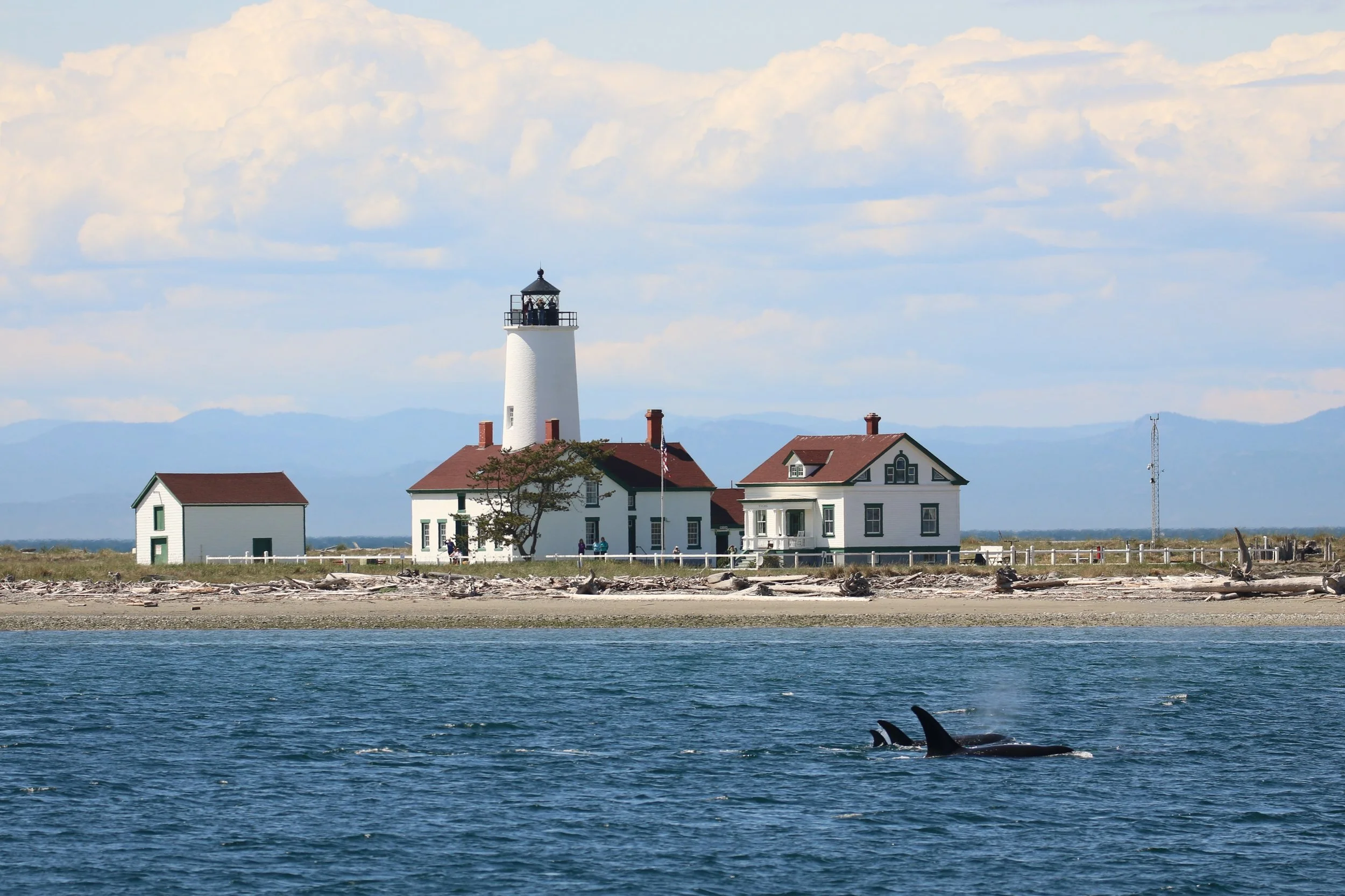 A lighthouse on the shoreline with two buildings nearby, one with a red roof, and a whale's tail visible in the water in the foreground.