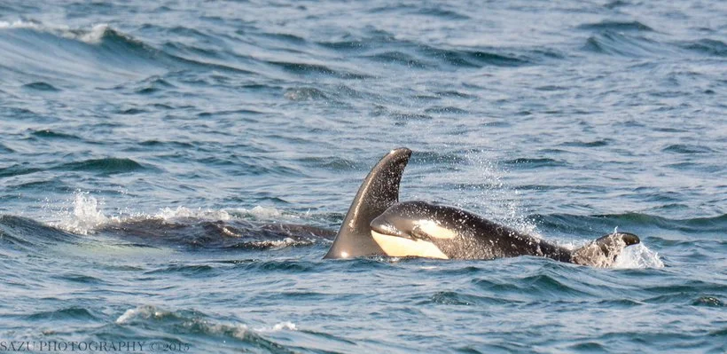 A killer whale with its dorsal fin and part of its body visible above the water in the ocean.