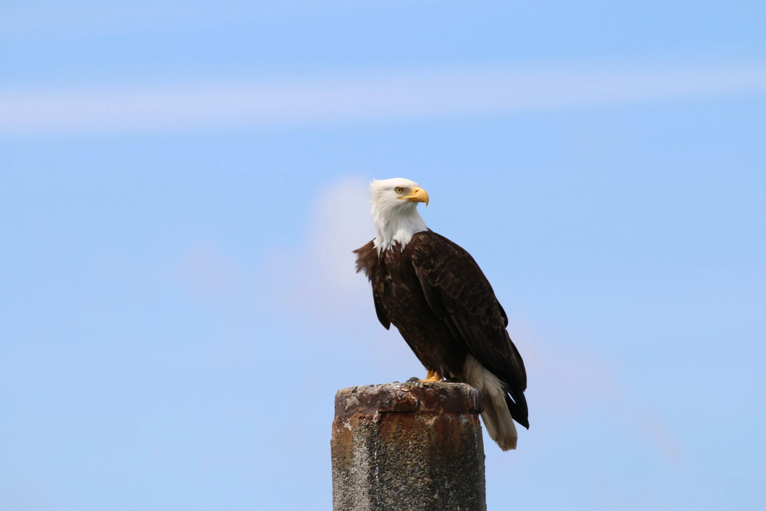 A bald eagle with white head and dark brown body perched on a brick column against a blue sky.