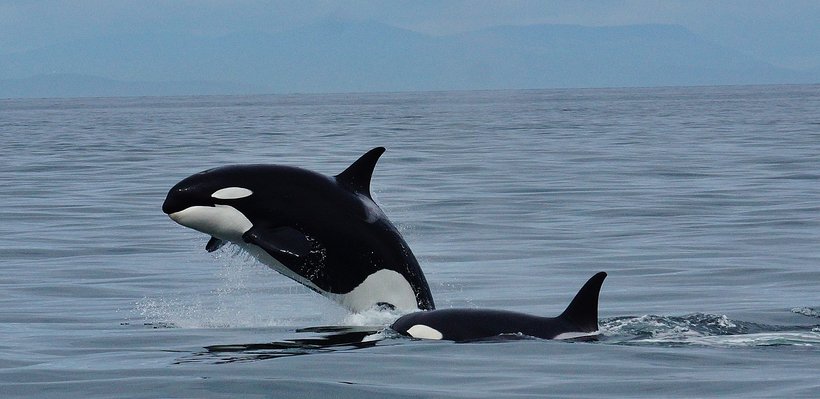 Two orcas swimming in the ocean, one jumping out of the water.