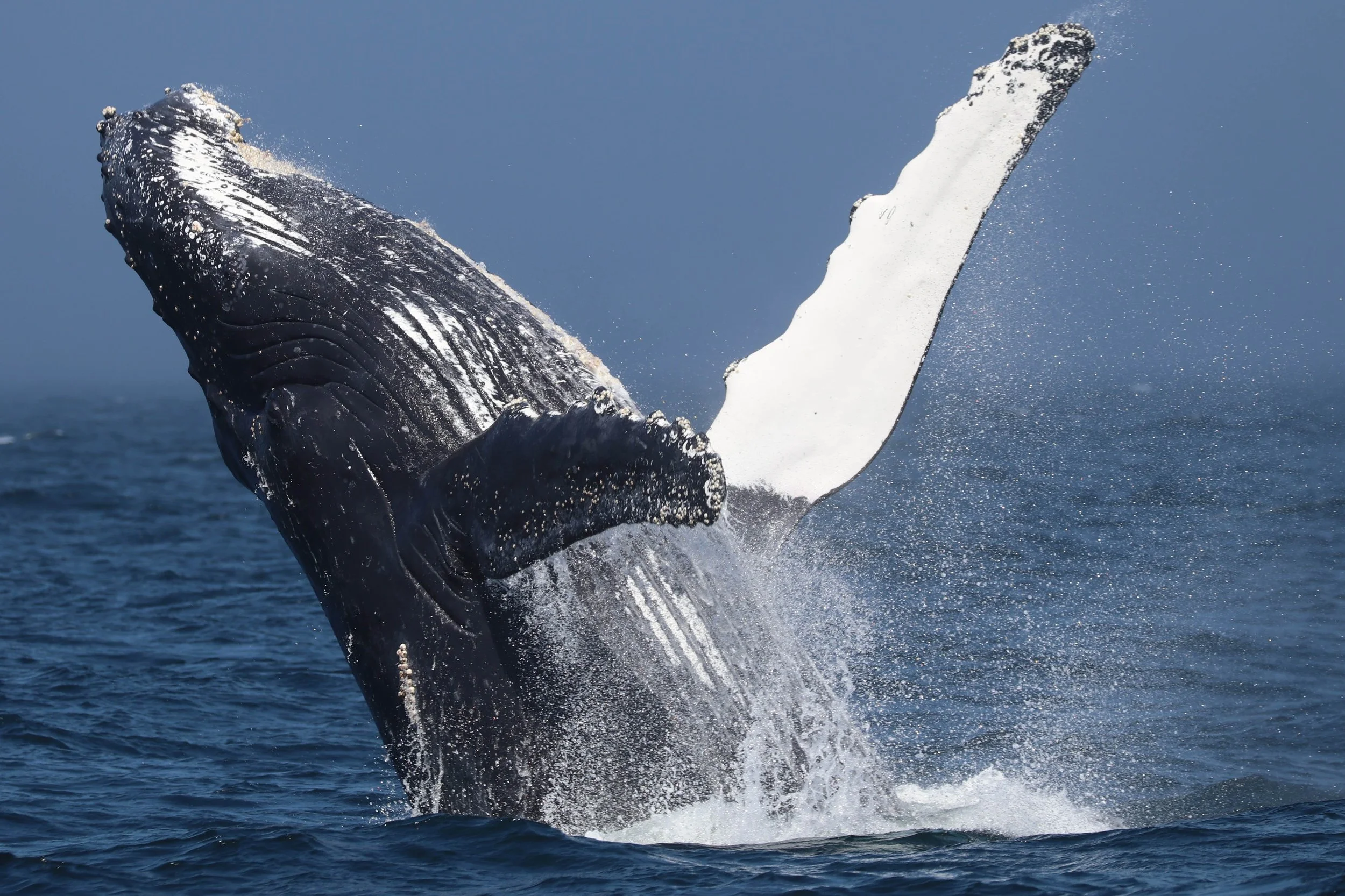 A whale breaching out of the ocean, with water splashing around it against a clear blue sky.