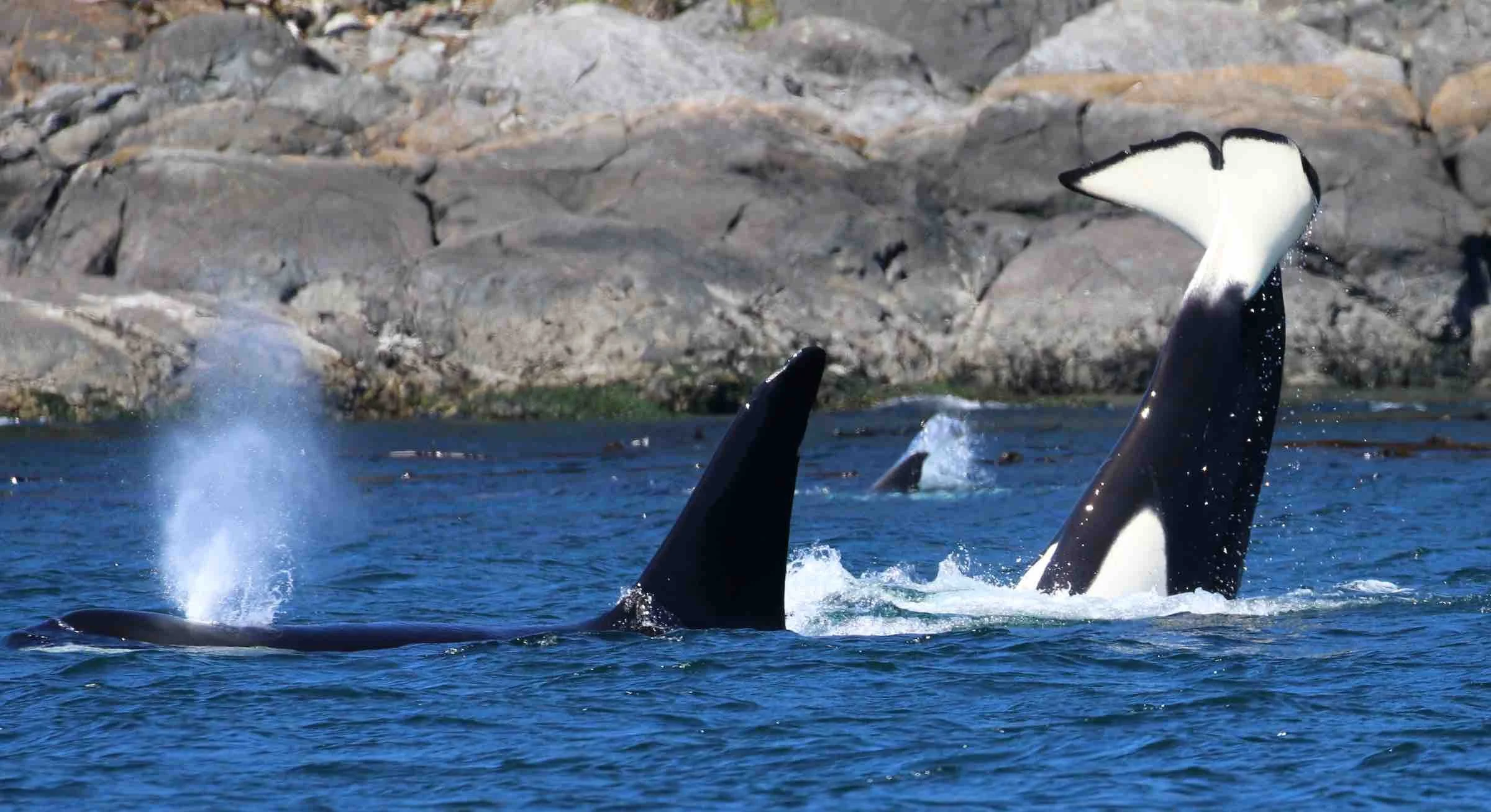 Orca whales breaching the surface of the ocean near rocky shoreline.