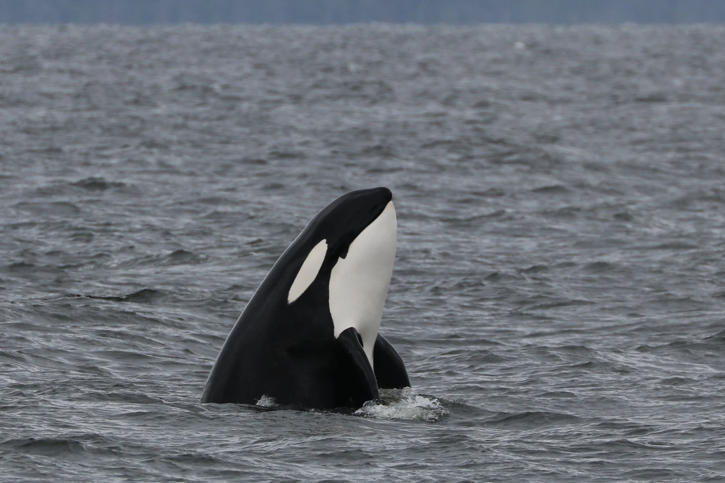 An orca whale surfacing in the ocean with its head and part of its body visible above the water, with ripples and waves around it.
