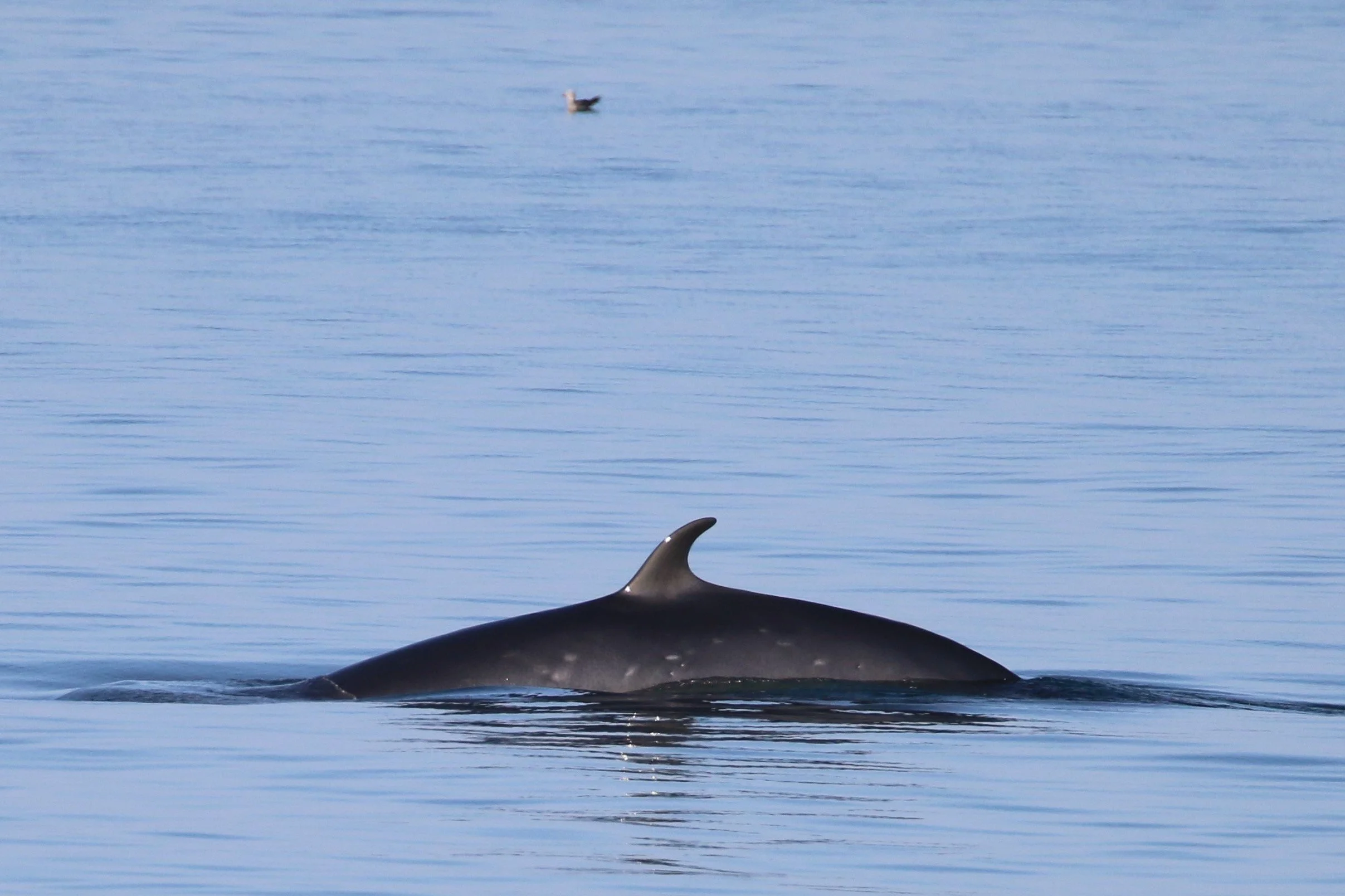 Part of a whale's back and dorsal fin with water ripples and a small bird floating on the water in the background.