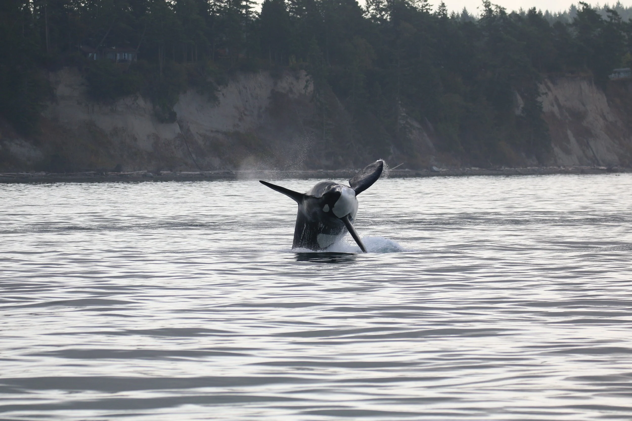 A whale's tail emerging from the water near a rocky, forested shoreline.