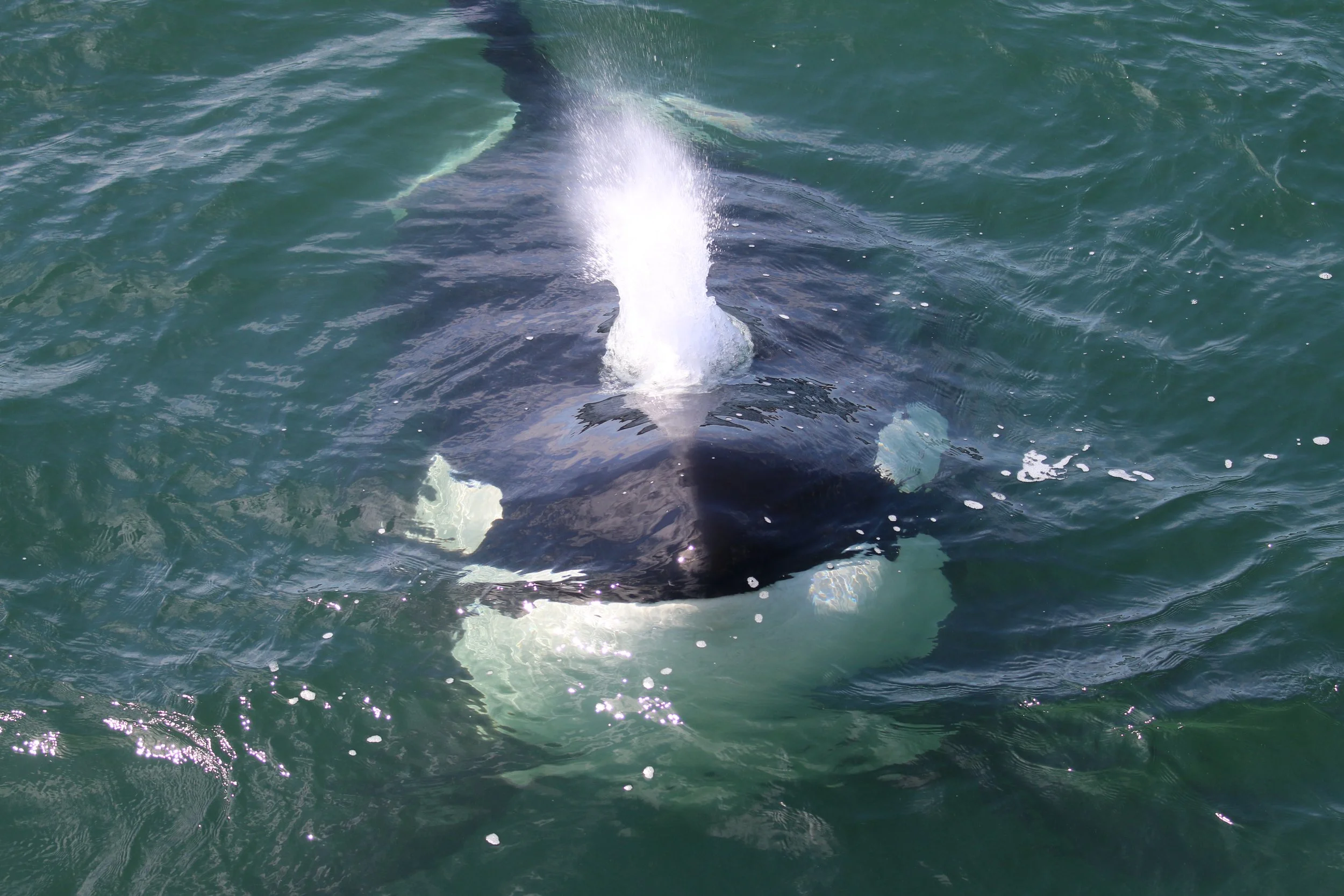 Back of a whale surfacing in the ocean with water splashing around.