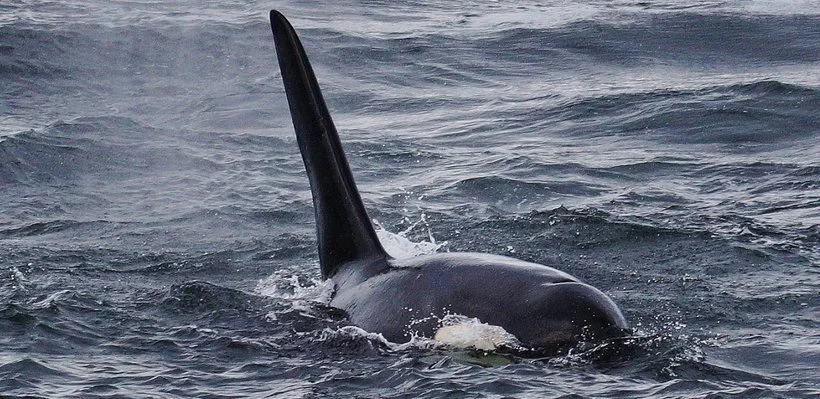 A killer whale's dorsal fin and part of its body above the water in the ocean.