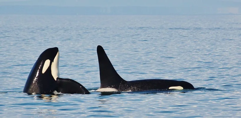 Two orcas swimming in the ocean with one breaching the water surface.