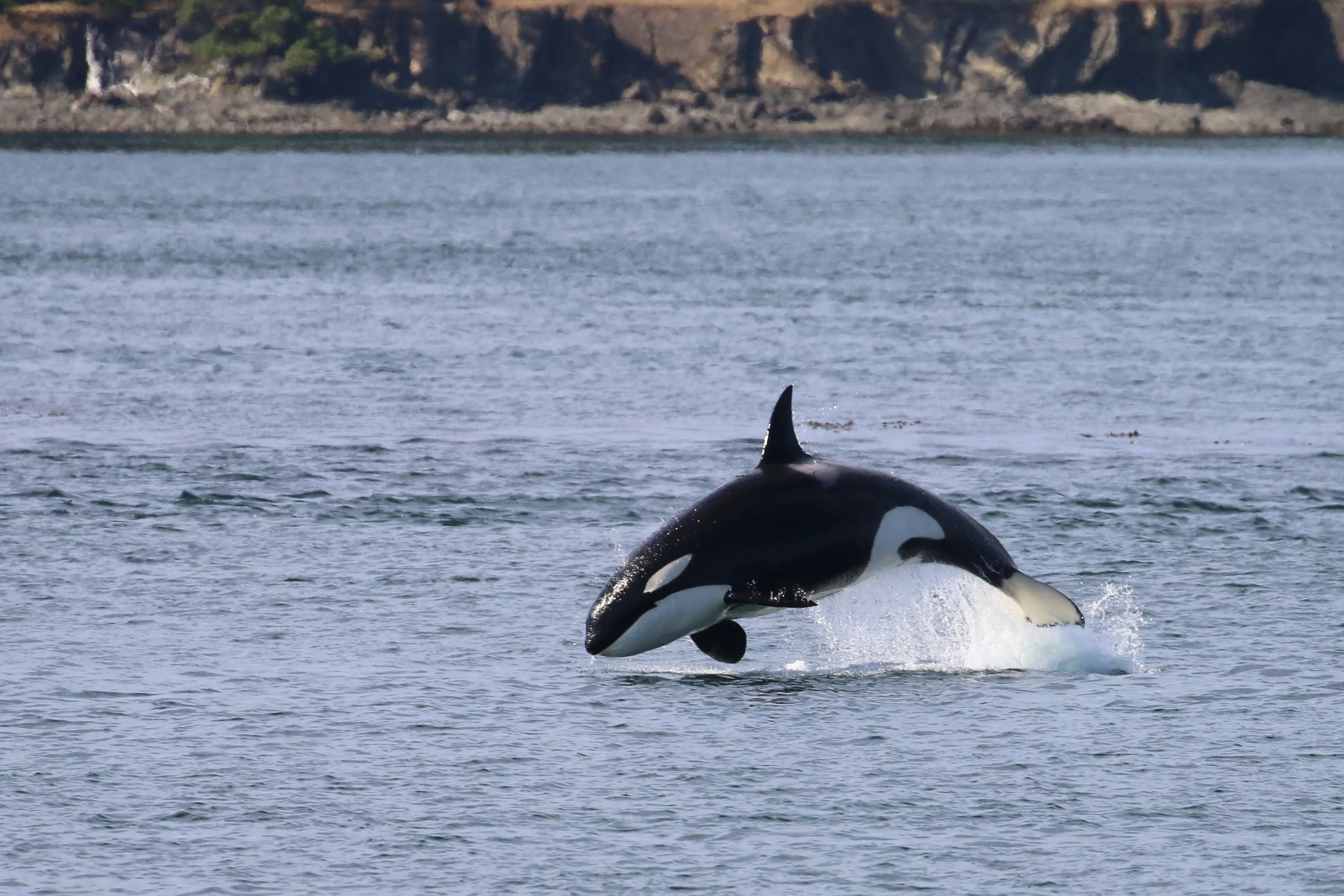 Orca whale breaching out of the water near the shoreline