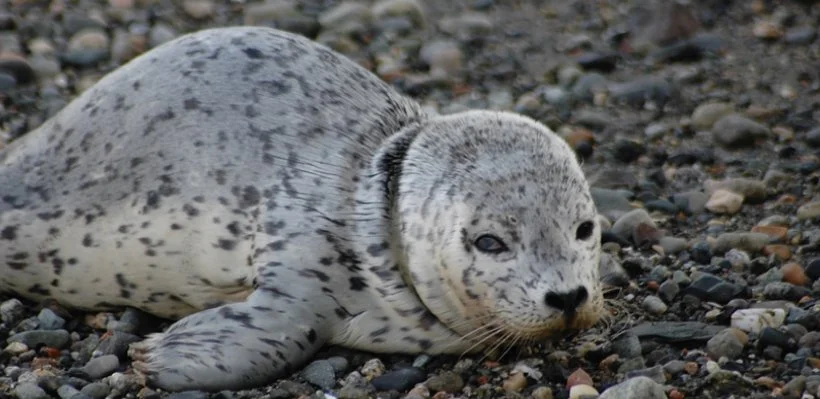 A young harbor seal pup lying on a rocky shoreline.