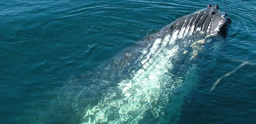 A whale surfacing near the water's surface, showing its head and part of its back.