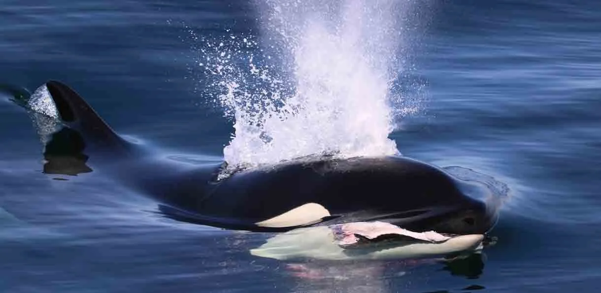 A whale breaching the water surface, showing its head and part of its body.