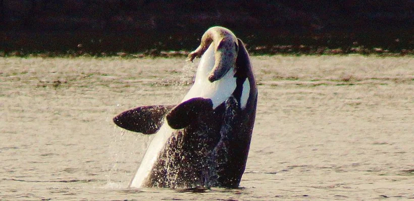 Orca whale breaching water with a small seal balanced on its head.