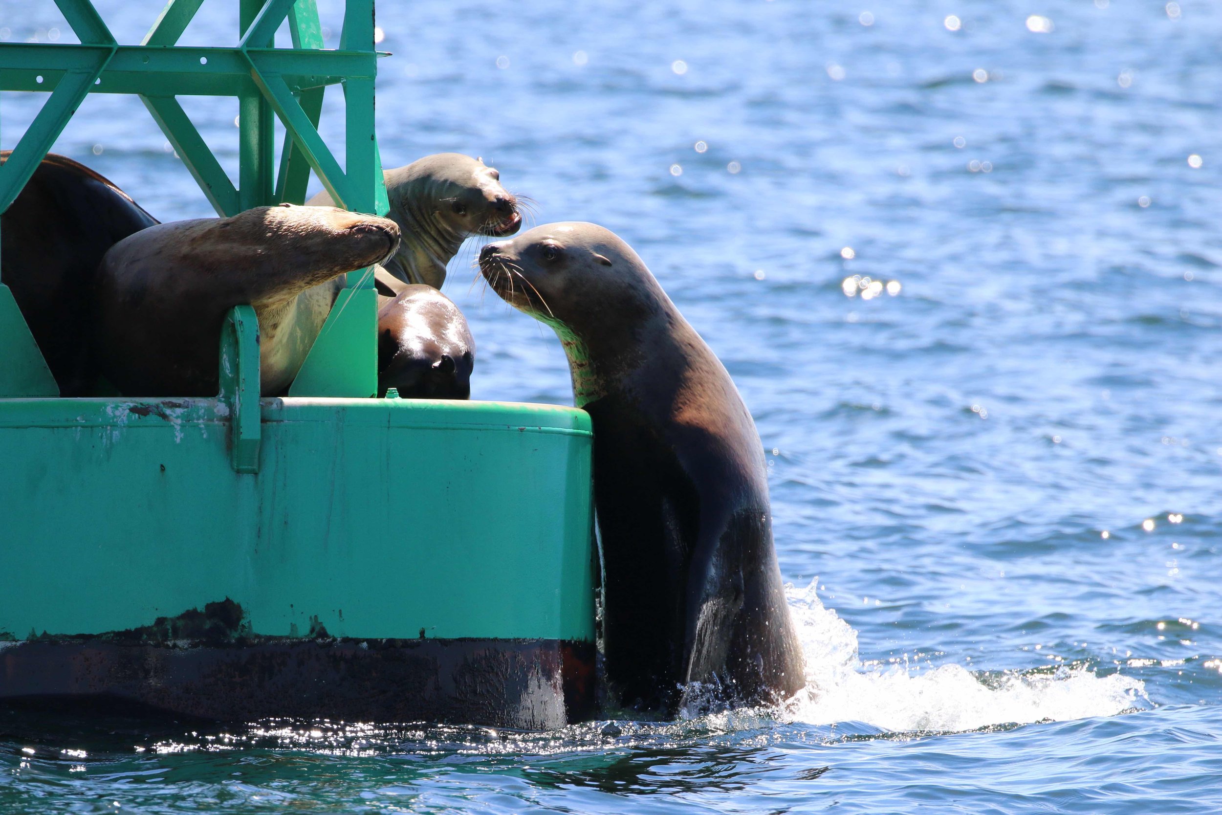 Several seals on the side of a boat in the water, with some leaning over the edge and facing each other, near a green metal structure.
