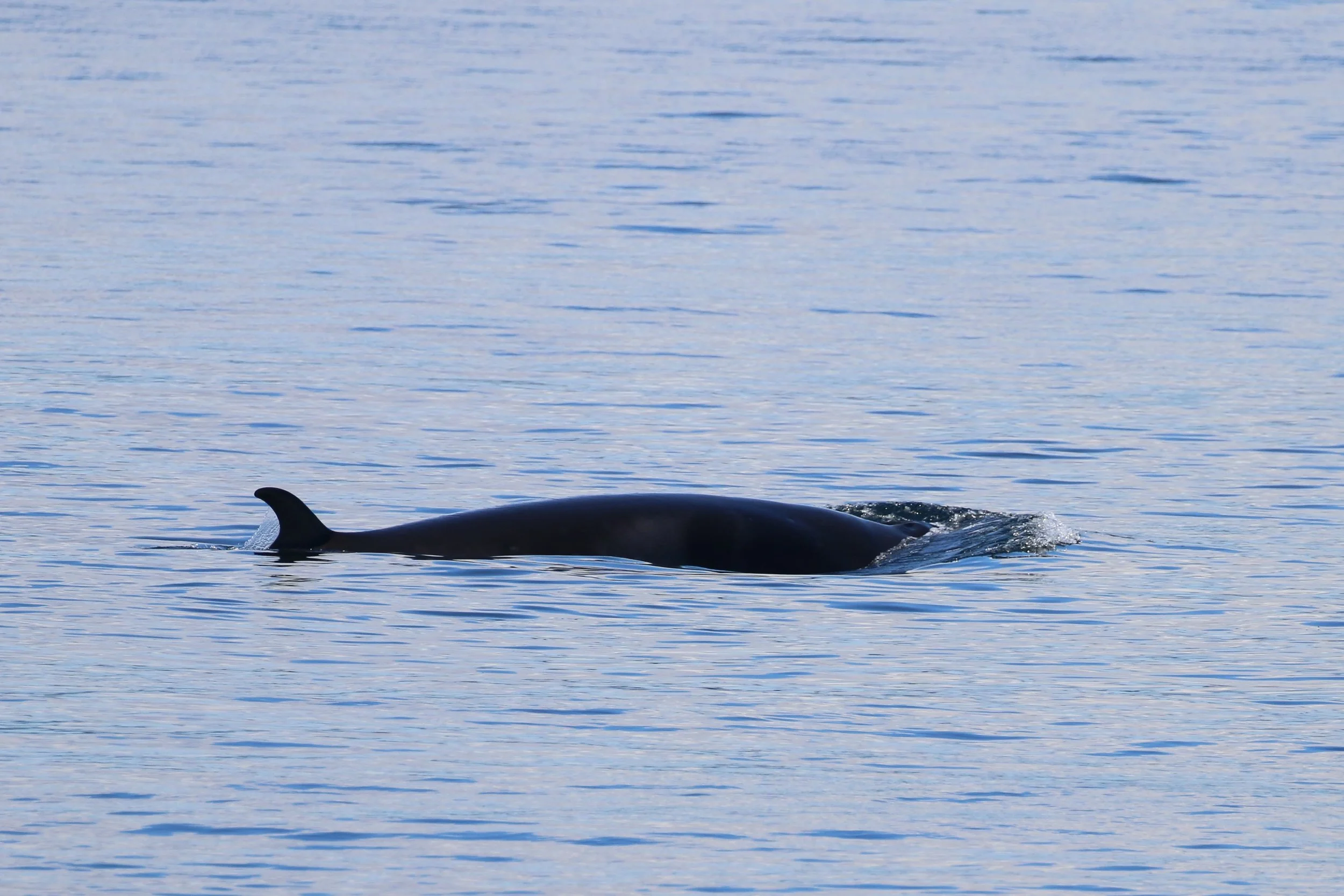 A whale's dorsal fin and part of its back are visible above the water surface in the ocean.