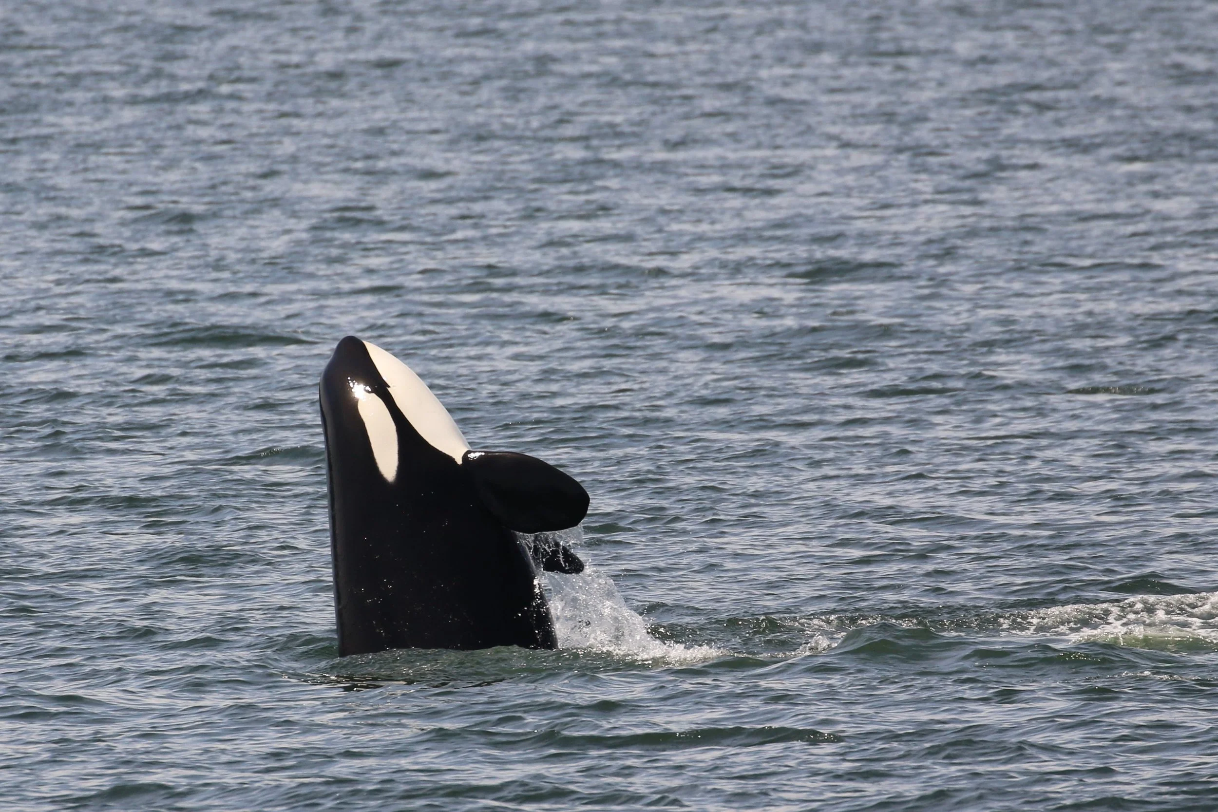 An orca whale breaching out of the water with its head and dorsal fin visible.