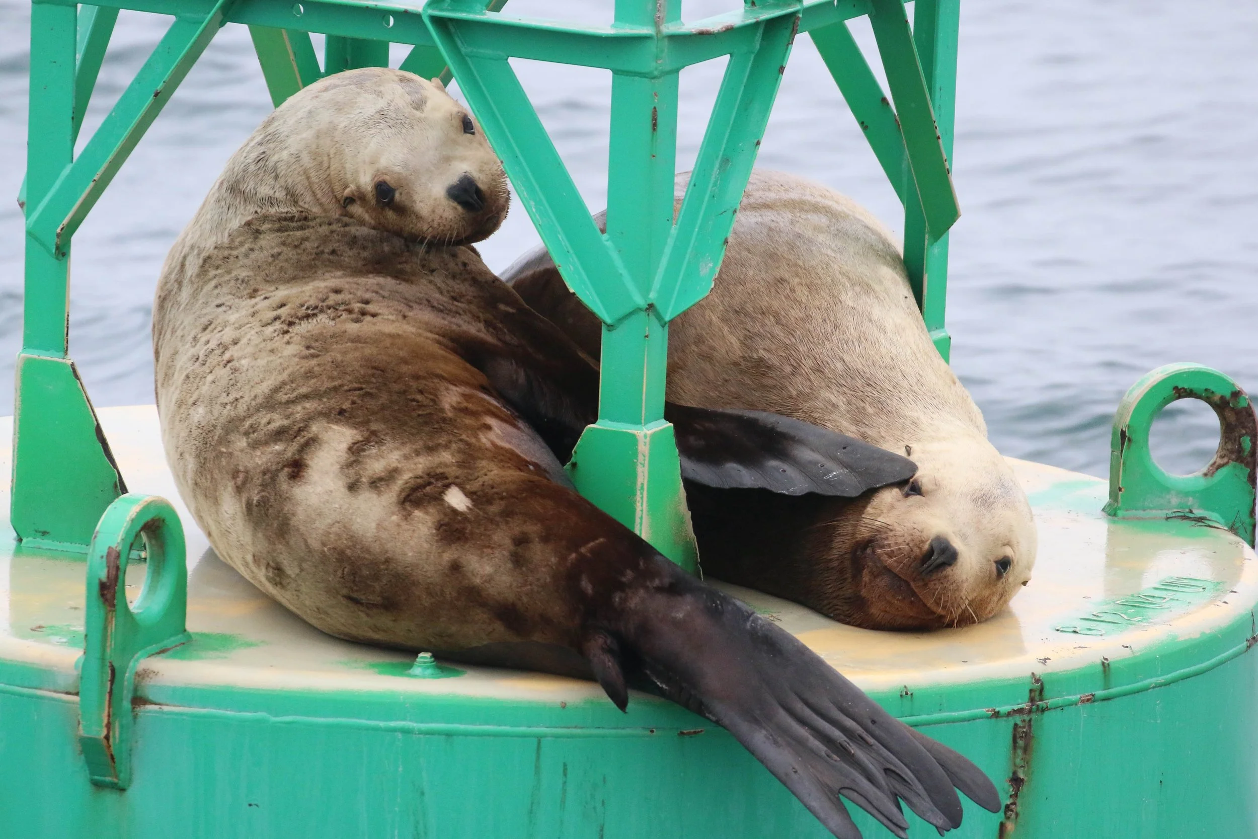 Two seals resting on a boat with a green railing, near water.
