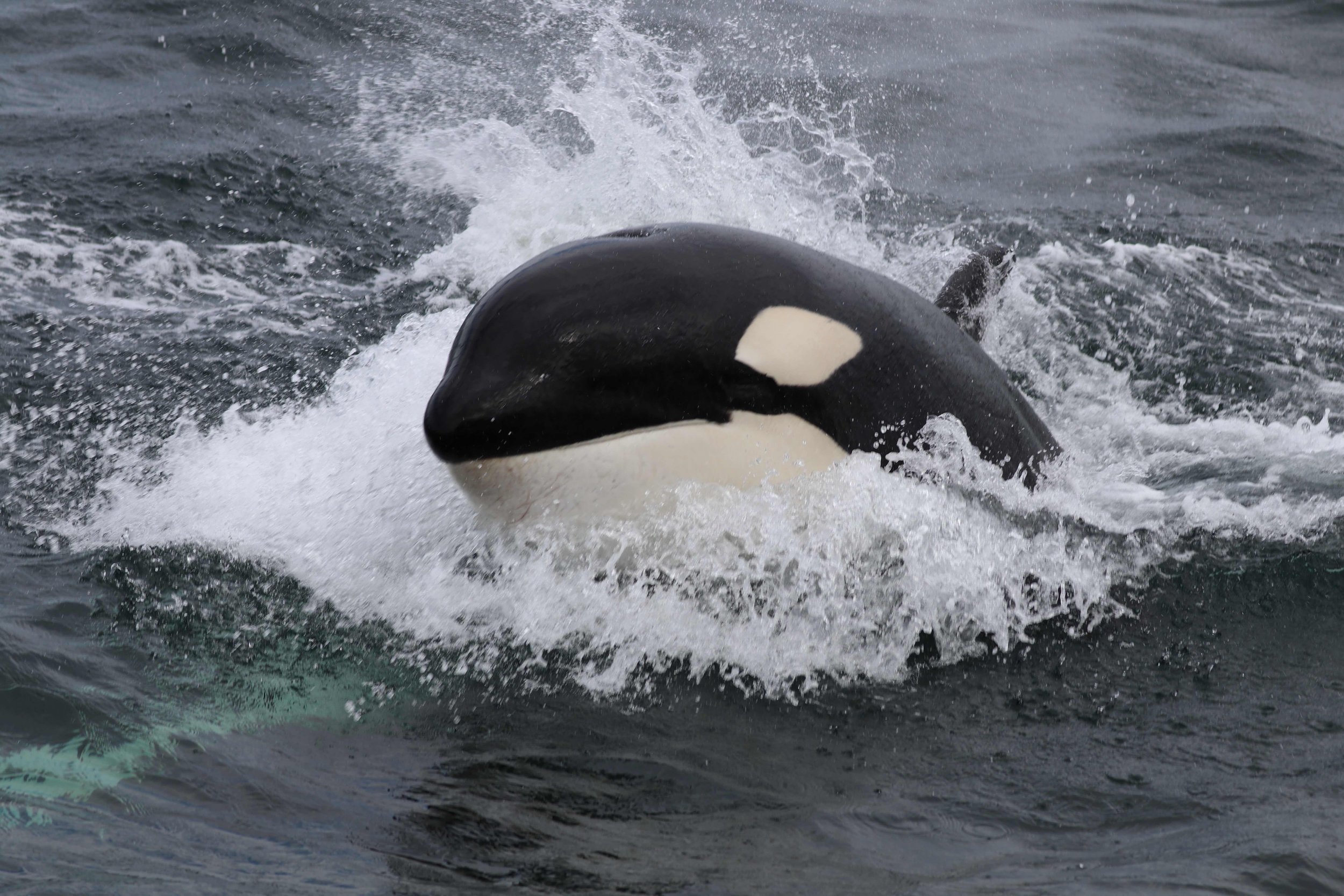 Orca whale surfacing through ocean waves and water spray.