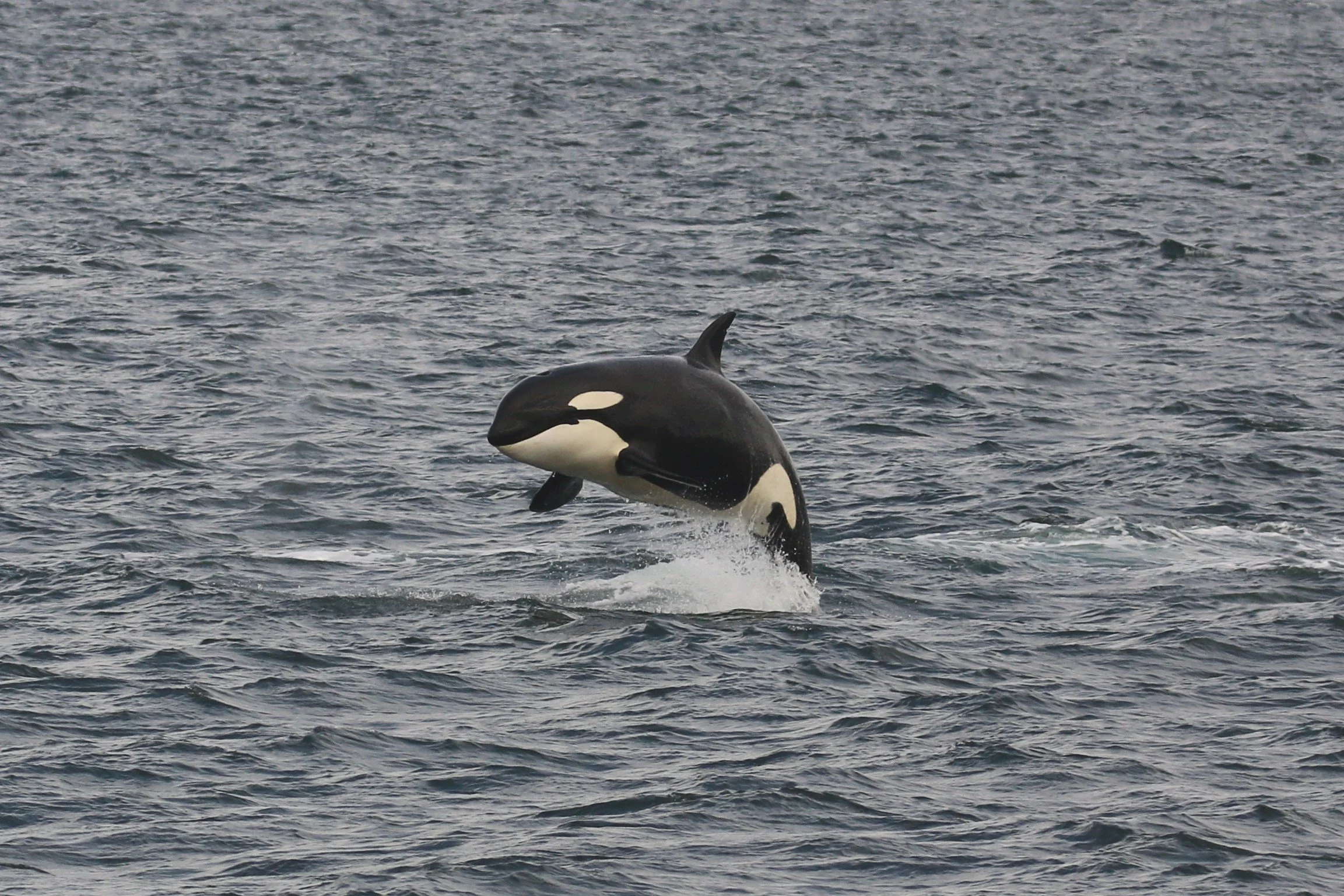 An orca whale breaching out of the ocean water.