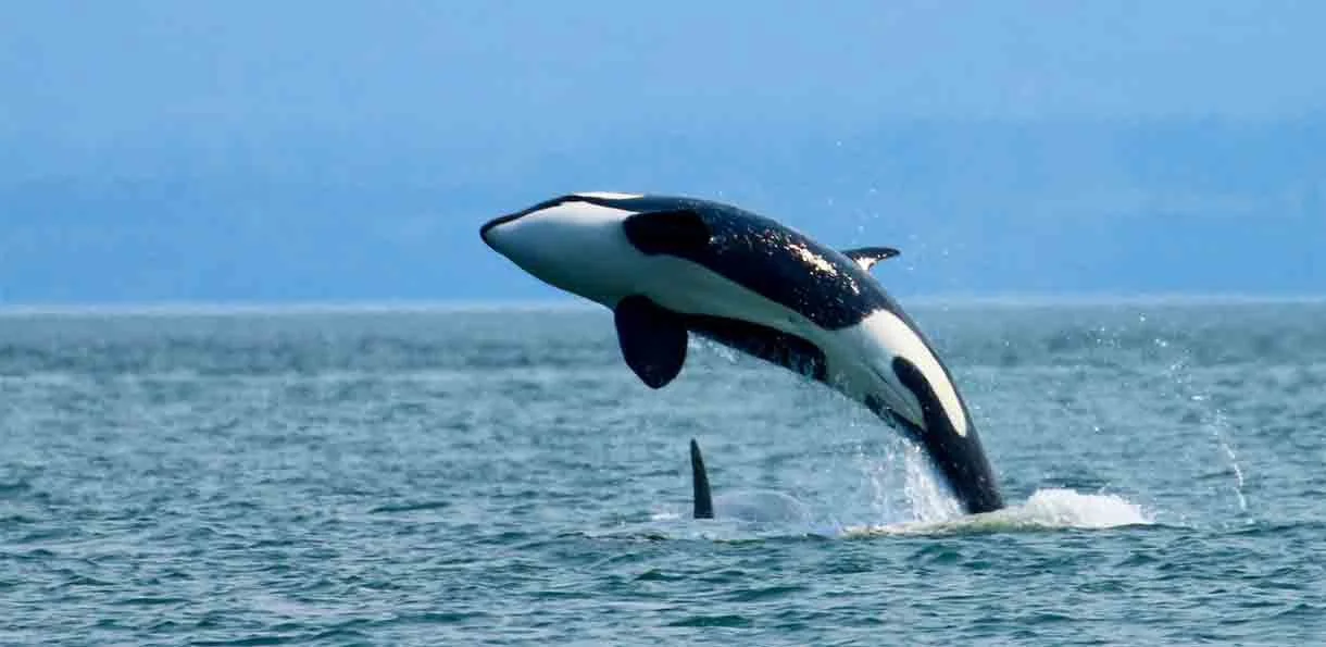 A killer whale jumping out of the ocean with its mouth closed during daylight.