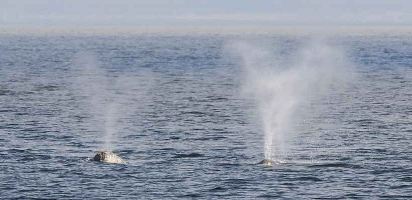 Two whales in the ocean, one showing its blowhole and exhaling, and the other partially submerged.
