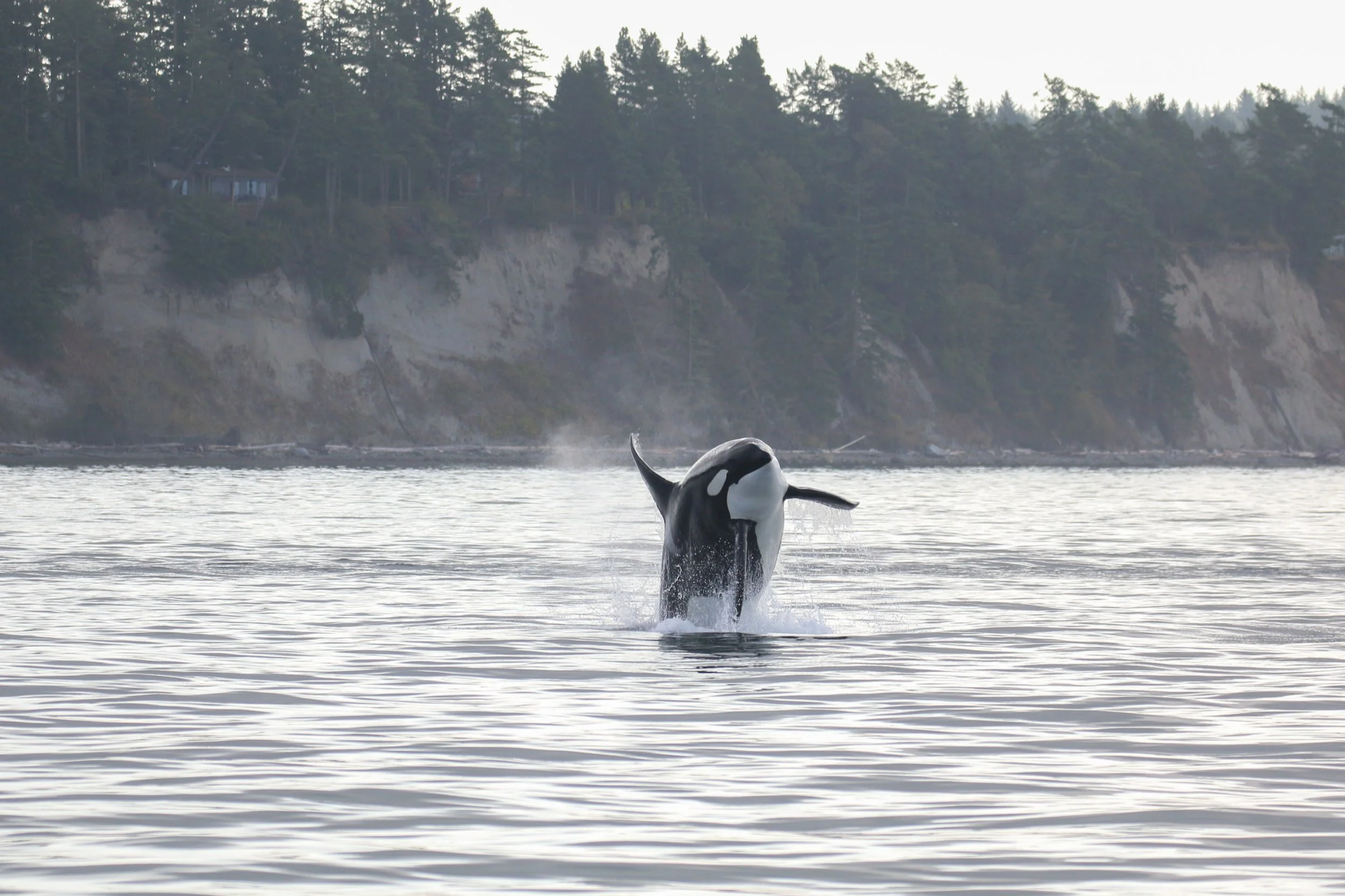 A killer whale jumps out of the water near a rocky, forested shoreline under a cloudy sky.