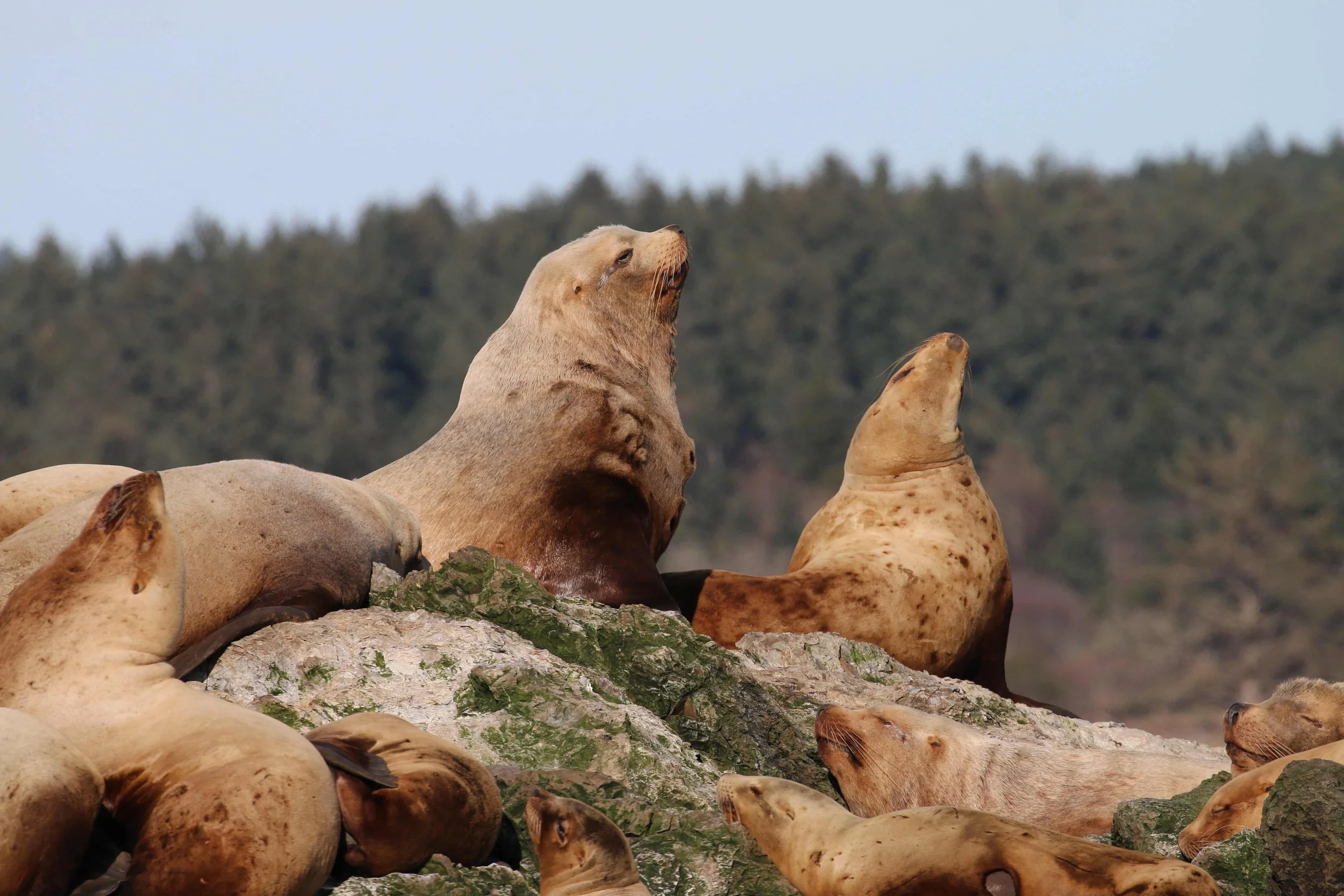 Group of seals resting on rocks with a forested background.