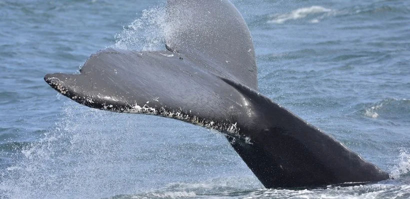A whale tail emerging from the ocean during a whale watching event.