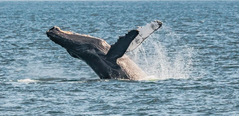 A whale breaching out of the water with its head and part of its body visible.