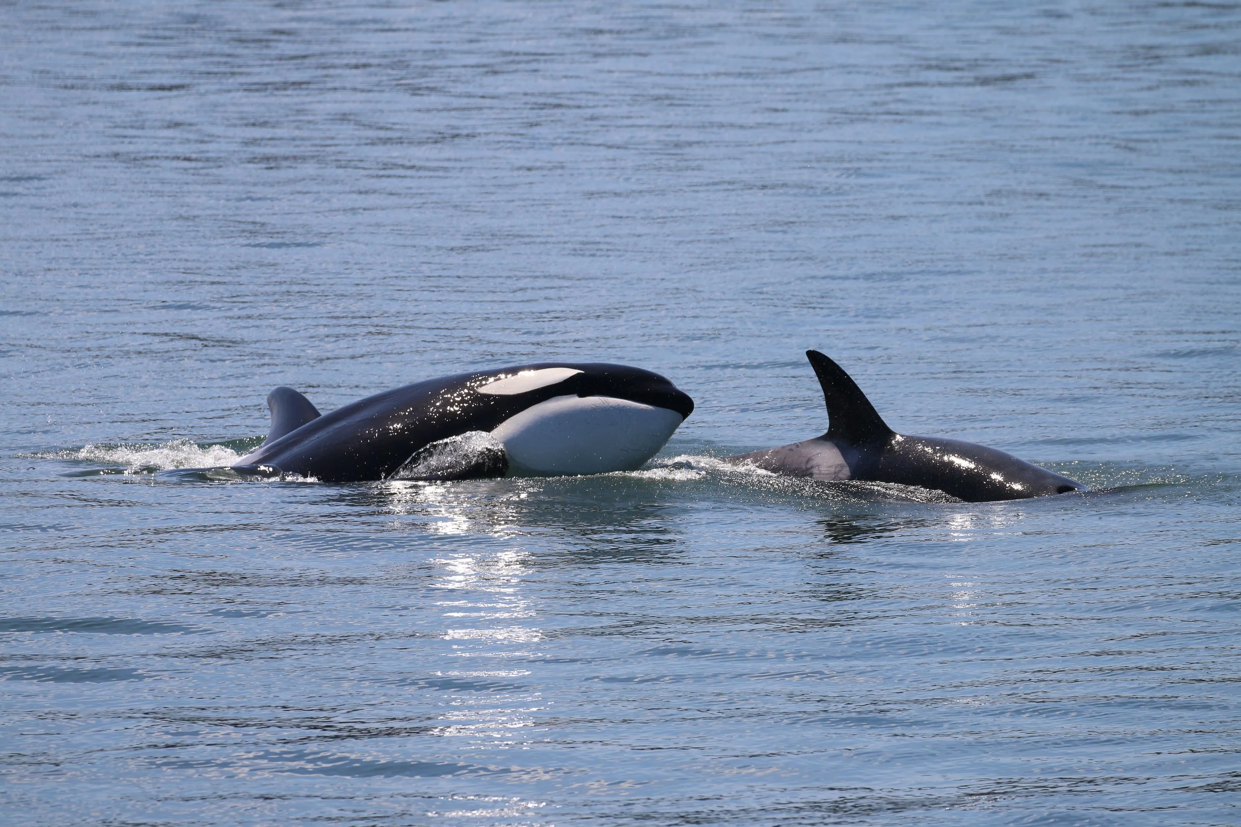 Two orcas surfacing in the water, showing their dorsal fins and part of their bodies