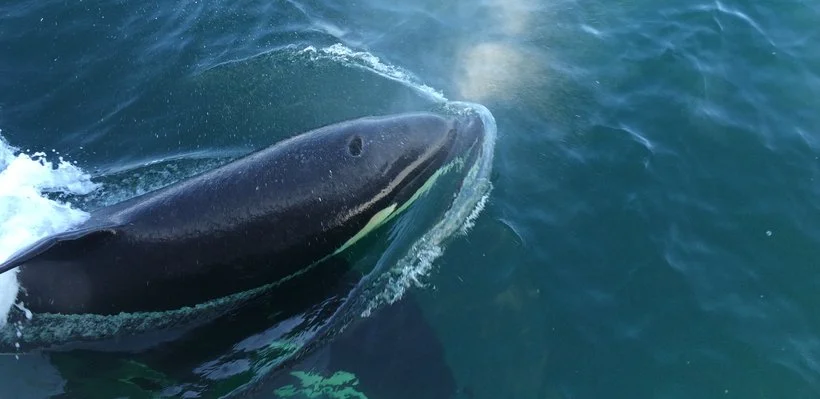 A whale surfacing in the ocean with part of its head and blowhole visible.