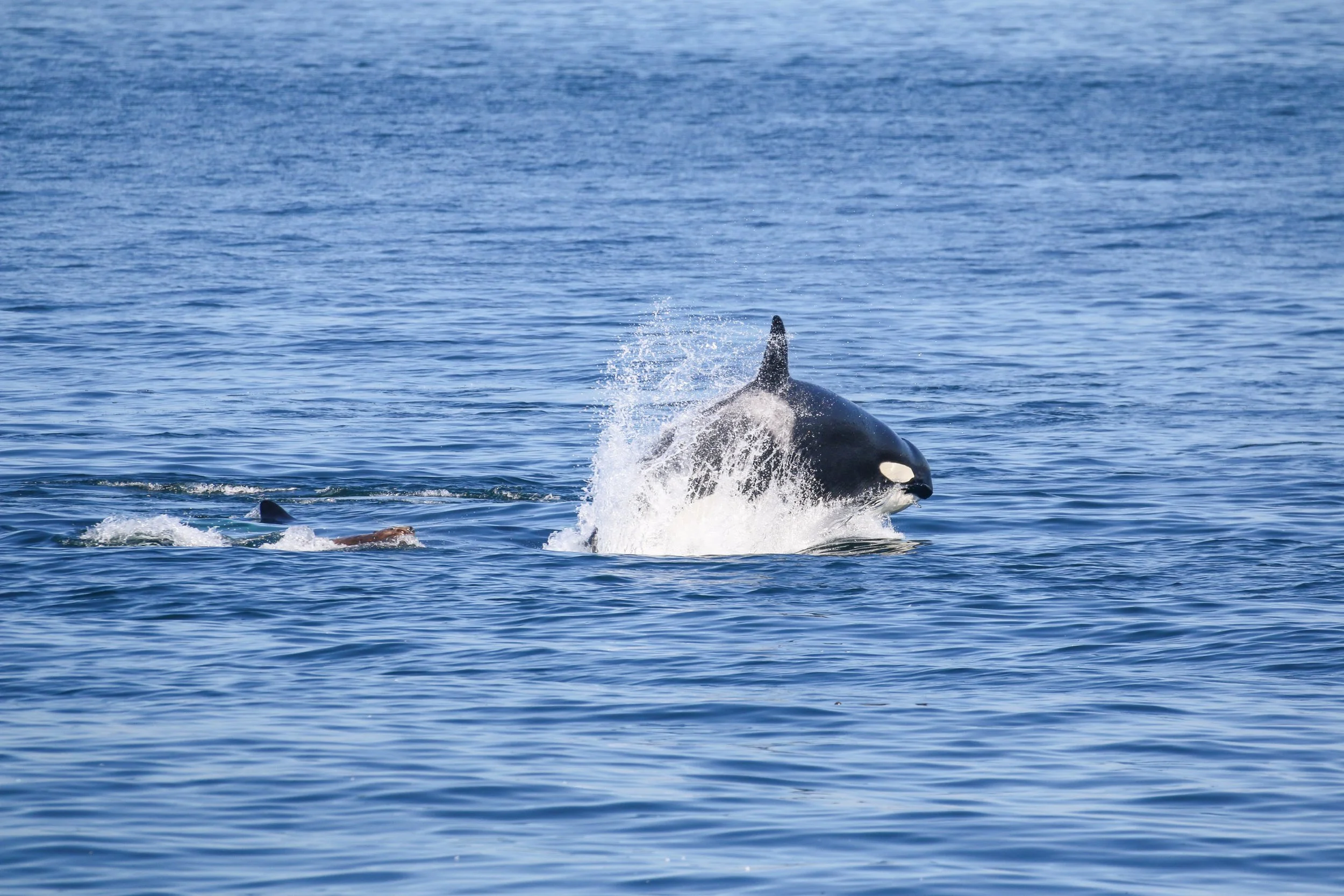 An orca whale breaching through the water surface in the ocean.