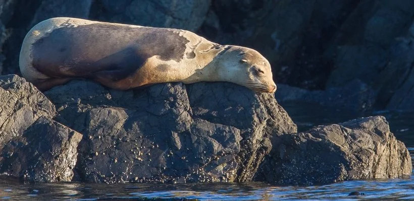 Sealion resting on rocks by the water