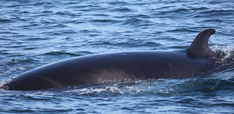 A whale surfacing in the ocean, showing part of its back and dorsal fin.