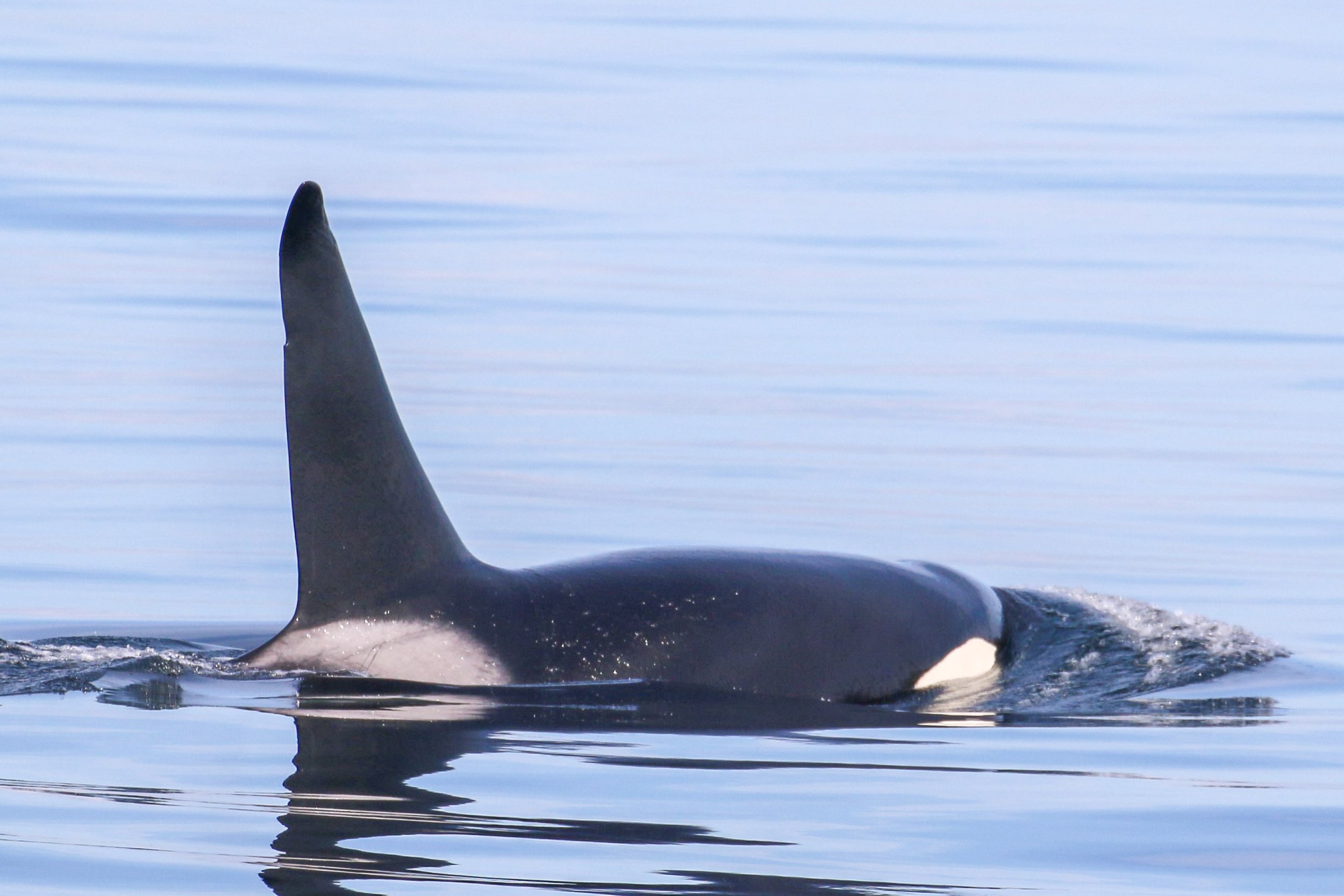 A close-up of the dorsal fin of an orca whale emerging from the calm ocean water during daytime.